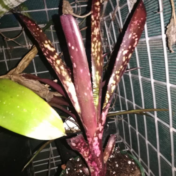 Plant image Billbergia 'Hallelujah'