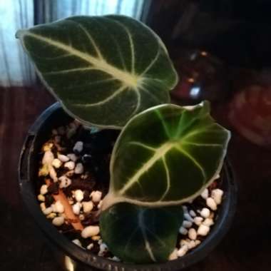 Alocasia reginula