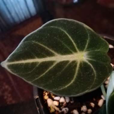 Alocasia reginula