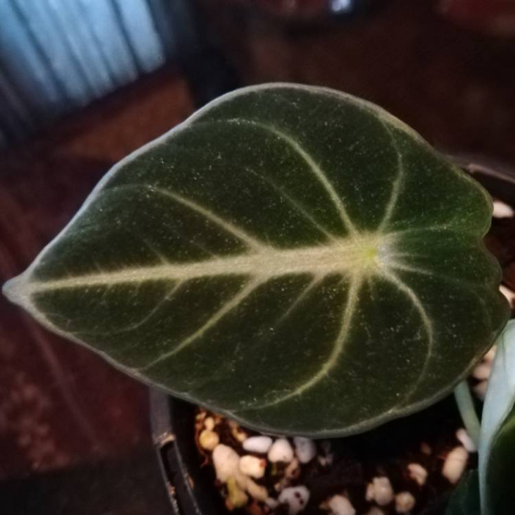 Plant image Alocasia reginula