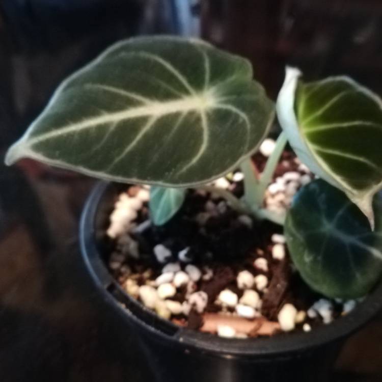 Plant image Alocasia reginula