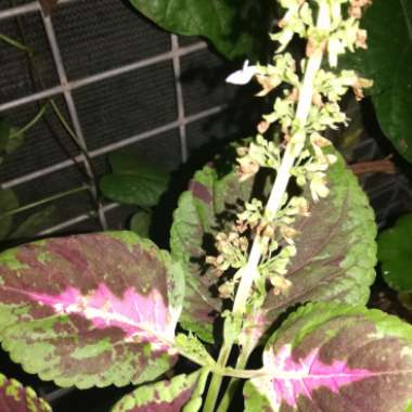 Solenostemon scutellarioides  syn. Plectranthus scutellarioides, Coleus scutellarioides, Coleus blumei