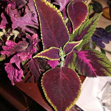 Solenostemon scutellarioides  syn. Plectranthus scutellarioides, Coleus scutellarioides, Coleus blumei