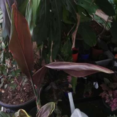 Cordyline Terminalis 'Nigra'