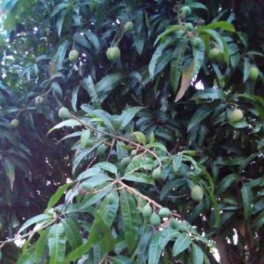 Mangifera Indica 'Kensington Pride'