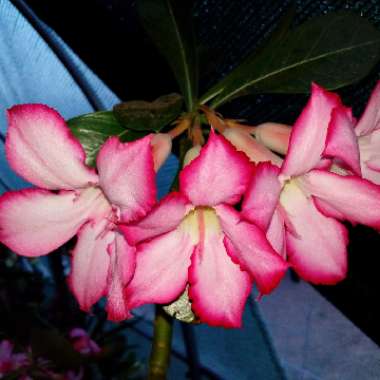 Adenium obesum