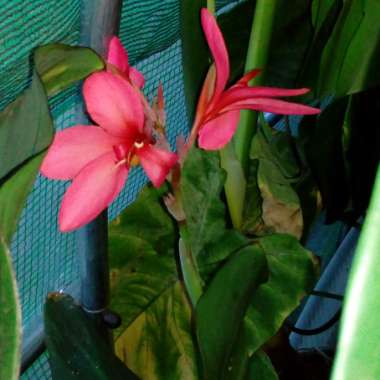 Canna 'Pink Magic'