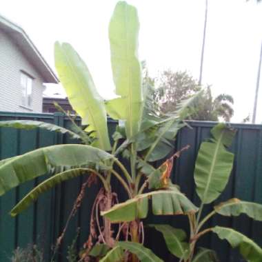 Musa acuminate 'Lady Finger'