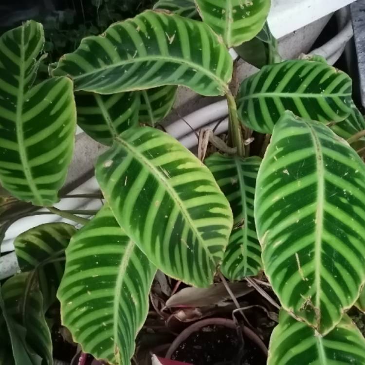 Plant image Calathea 'Burle Marxii'