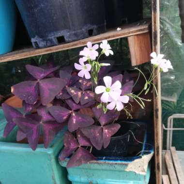 Oxalis triangularis subsp. papilionacea