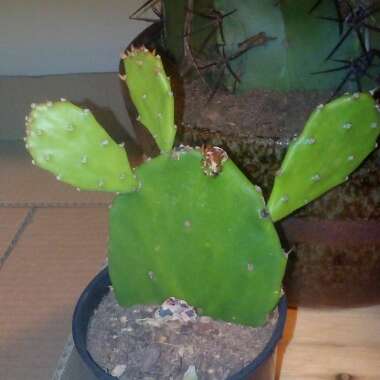 Opuntia