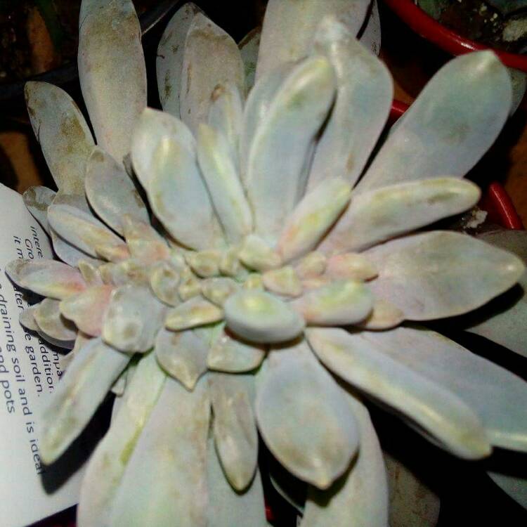 Plant image x Pachyveria Elaine Cristata