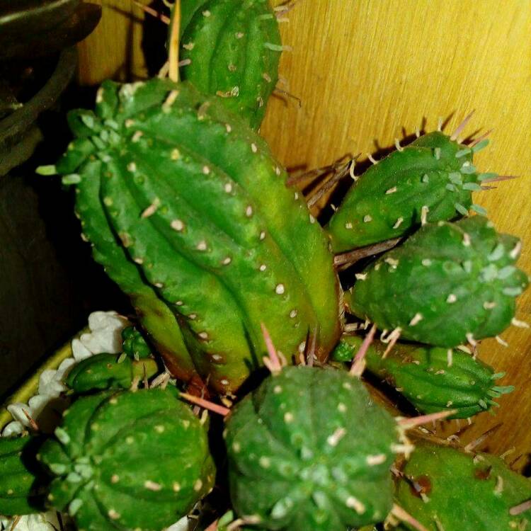 Plant image Euphorbia ferox 'Marloth'