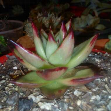 Echeveria Agavoides Ebony