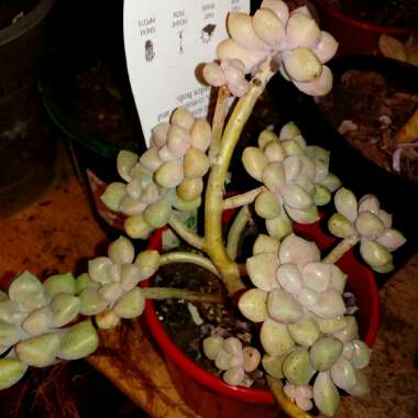 Graptopetalum Mendozae