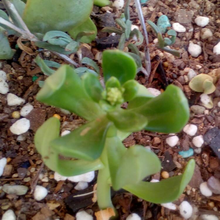 Plant image Sedum Allantoides Goldii