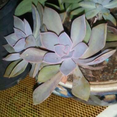 xGraptoveria Douglas Huth