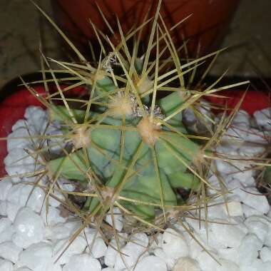 Ferocactus glaucescens