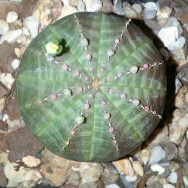 Euphorbia Obesa