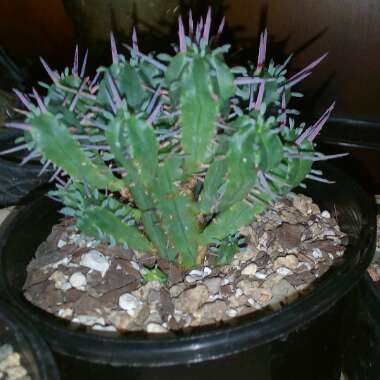 Euphorbia ferox