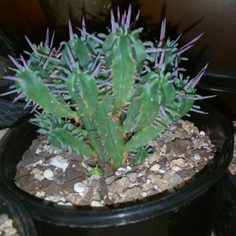 Plant image Euphorbia ferox