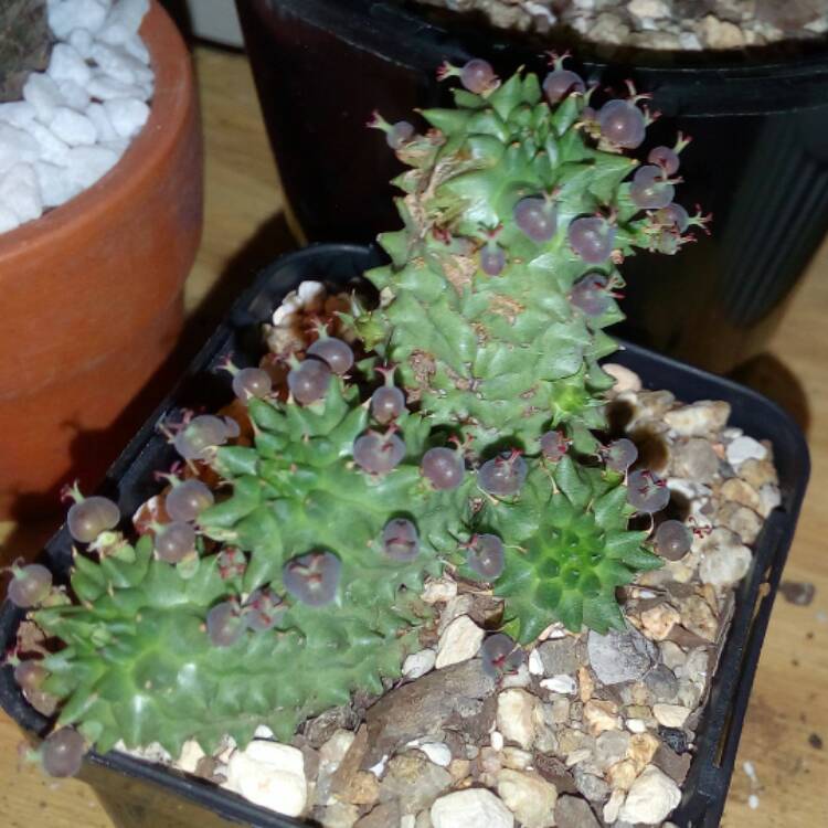 Plant image Euphorbia susannae