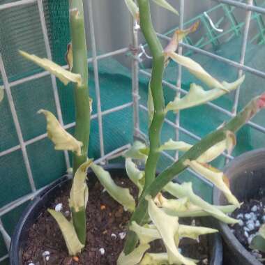 Euphorbia tithymaloides syn. Pedilanthus tithymaloides