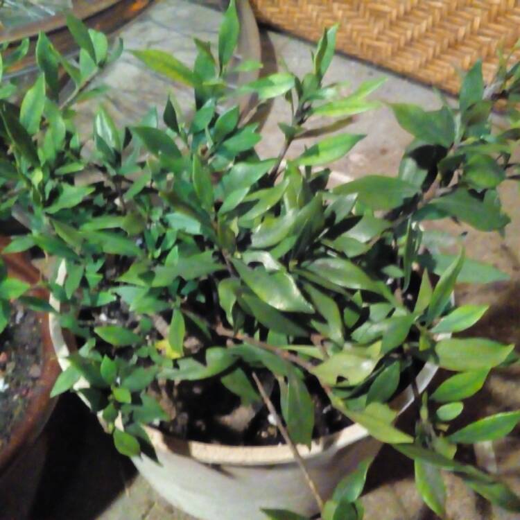 Plant image Daphne