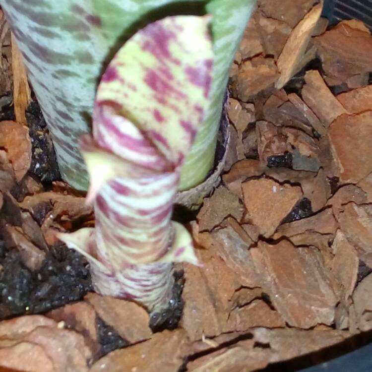 plant image 471192