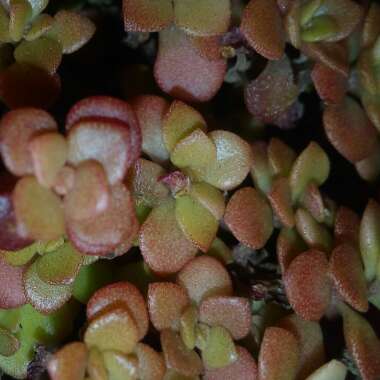 Sedum Spurium 'Red Carpet'