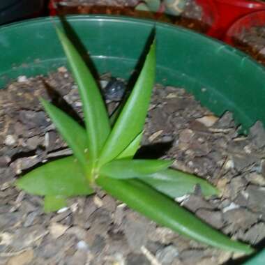 Aloe 'Black Gem'