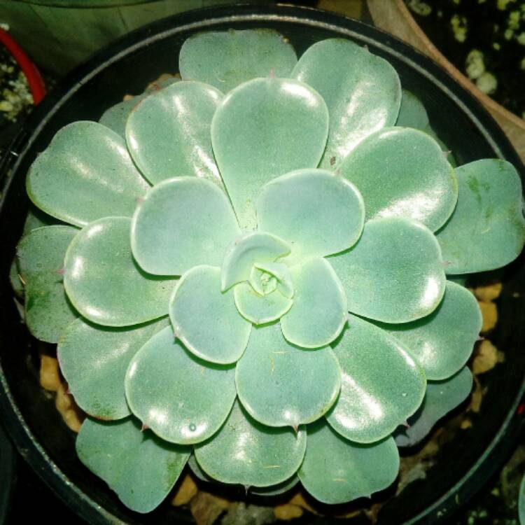 Plant image Echeveria Lara