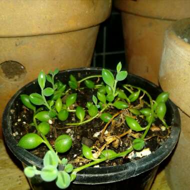 Senecio 'Radicans'