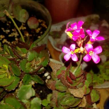 Kalanchoe blossfeldiana 'Candy Canes'