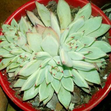 Echeveria Cuspidata var. Zaragozae