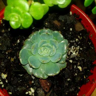 Echeveria Elegans Potosina