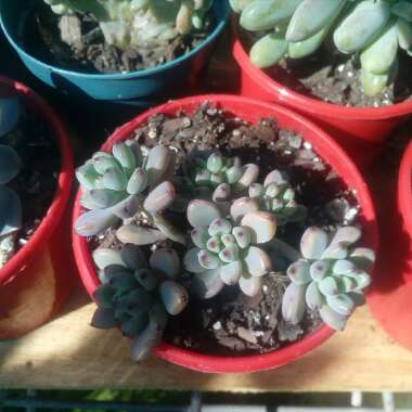 Graptopetalum Pachyphyllum