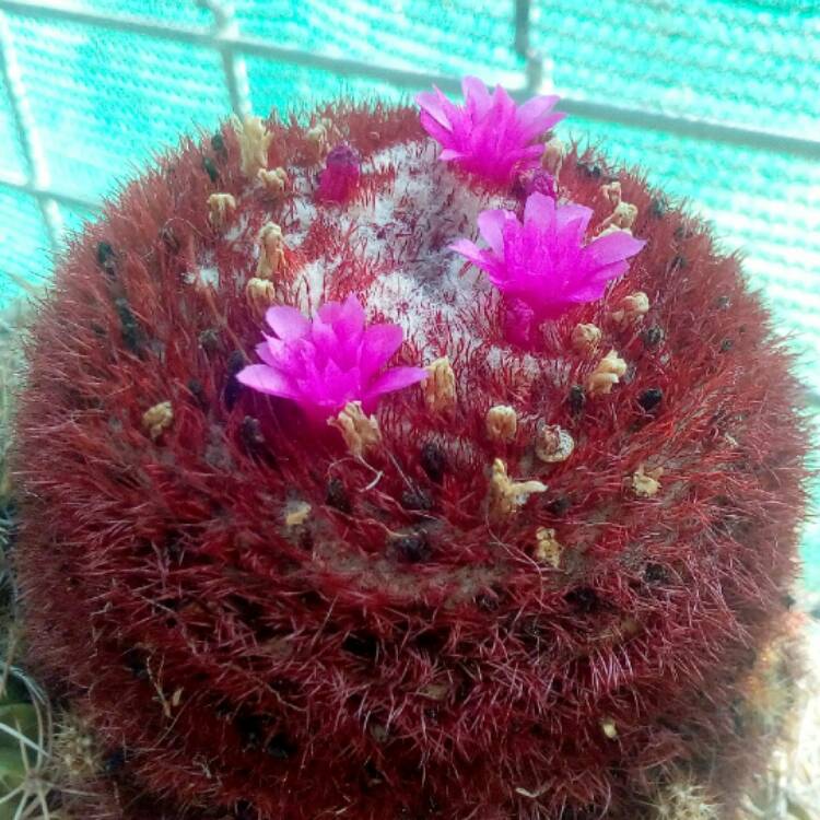 Plant image Melocactus