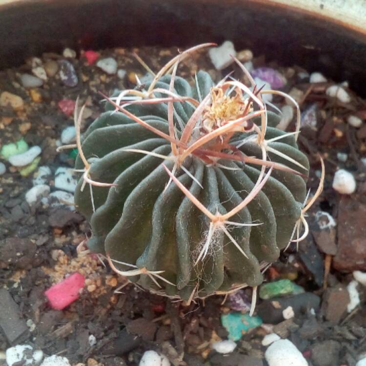 Plant image Stenocactus  syn. Echinofossulocactus