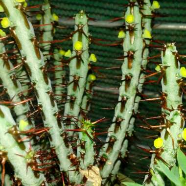 Euphorbia aeruginosa 'Schweick'