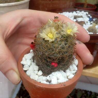 Mammillaria prolifera subsp. texensis