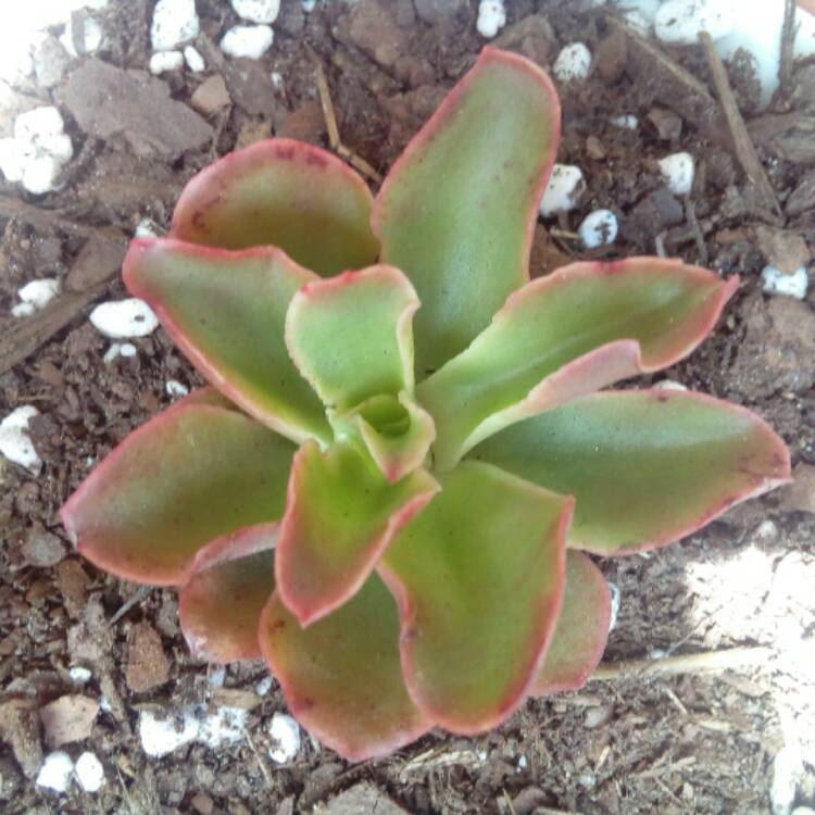 Plant image Echeveria Candy