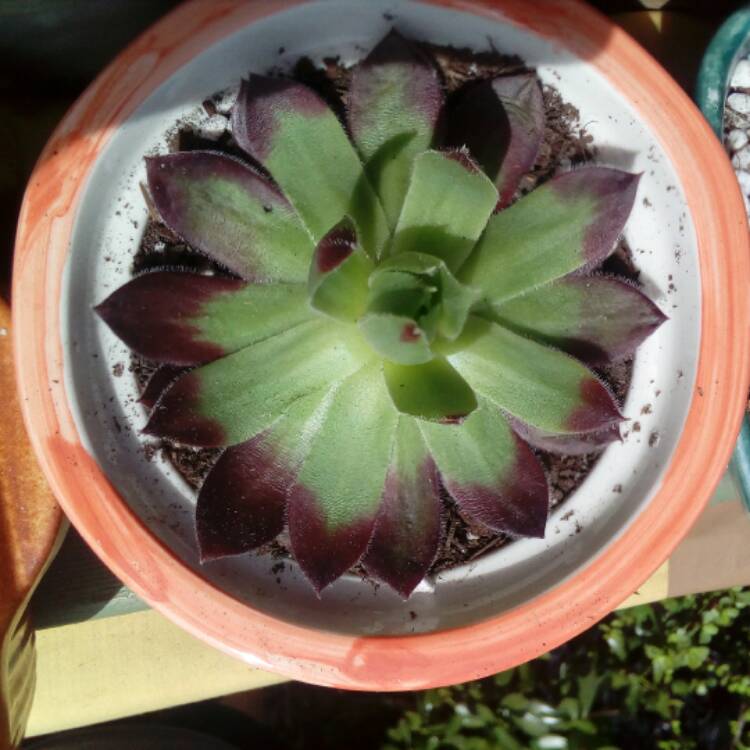 Plant image Sempervivum More Honey