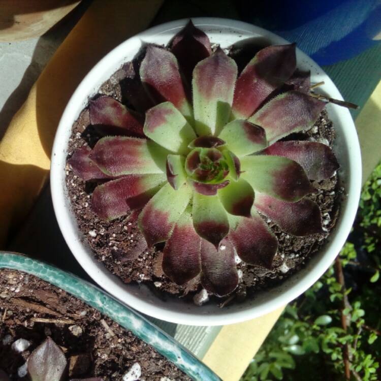 Plant image Sempervivum Reward