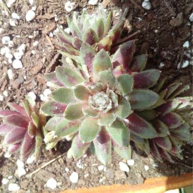 Sempervivum Rubin