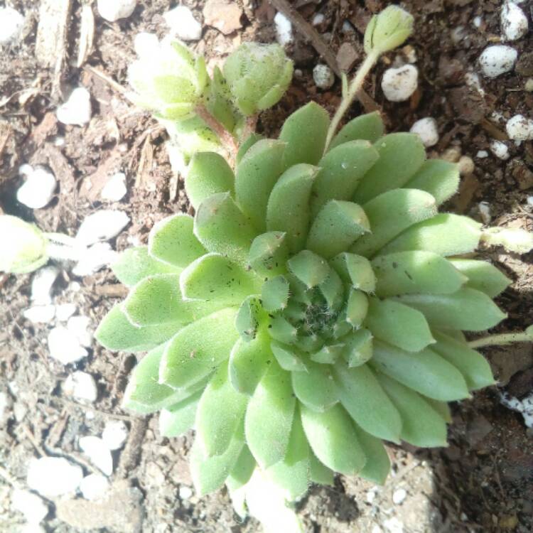 Plant image Sempervivum Pekinese