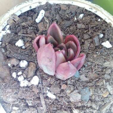 Echeveria Gilva Red