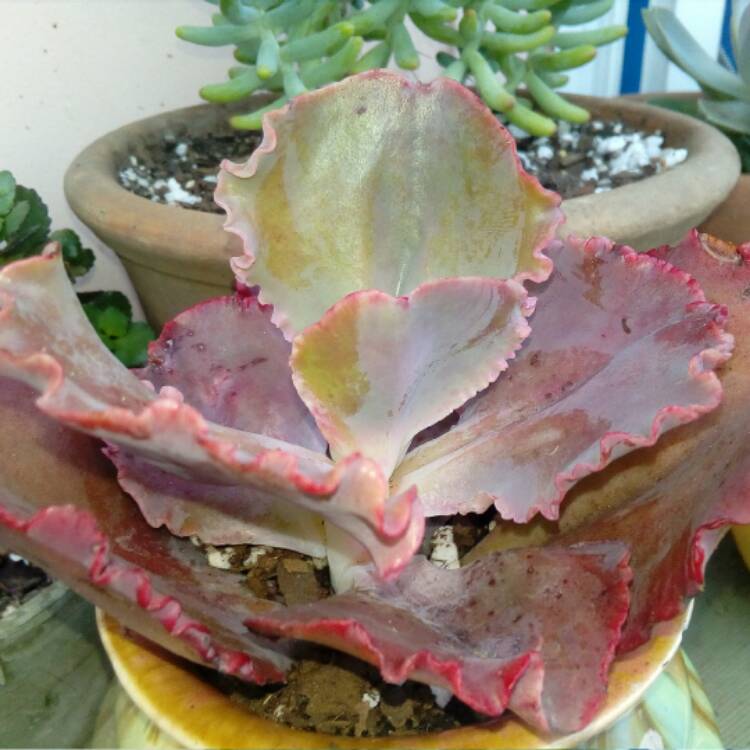 Plant image Echeveria Bittersweet