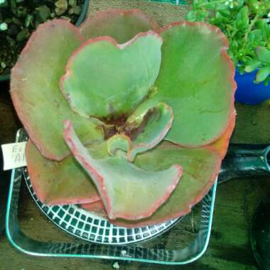 Echeveria Alice