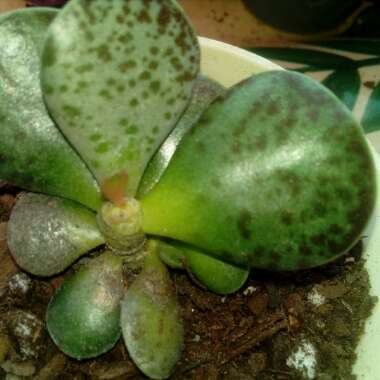 Adromischus Triflorus